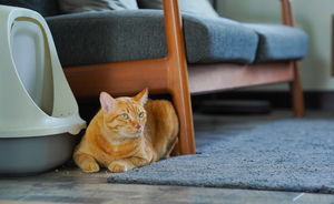 แมวของคุณกำลังเครียดอยู่หรือเปล่า